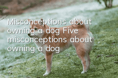 Misconceptions about owning a dog Five misconceptions about owning a dog