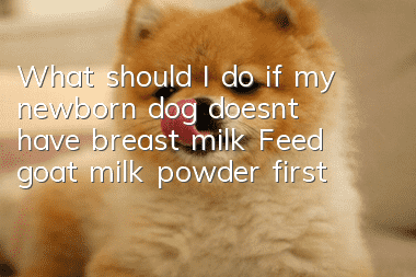 What should I do if my newborn dog doesn’t have breast milk? Feed goat milk powder first to get it faster!