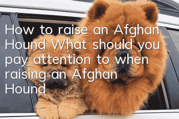 How to raise an Afghan Hound What should you pay attention to when raising an Afghan Hound