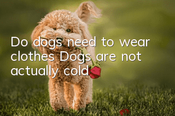 Do dogs need to wear clothes? Dogs are not actually cold!