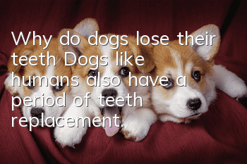 Why do dogs lose their teeth? Dogs, like humans, also have a period of teeth replacement.