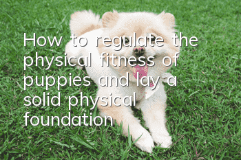 How to regulate the physical fitness of puppies and lay a solid physical foundation