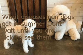 What diseases can dogs get in summer? Don’t wait until you are sick to see them