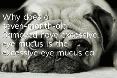 Why does a seven-month-old Samoyed have excessive eye mucus? Is the excessive eye mucus caused by a cold?