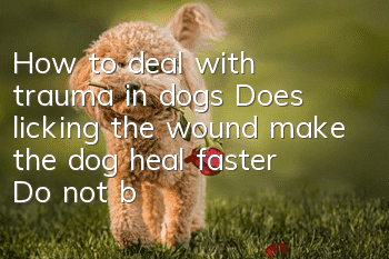 How to deal with trauma in dogs? Does licking the wound make the dog heal faster? Do not be silly