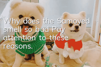 Why does the Samoyed smell so bad? Pay attention to these reasons.