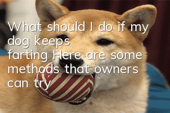 What should I do if my dog ​​keeps farting? Here are some methods that owners can try