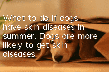 What to do if dogs have skin diseases in summer. Dogs are more likely to get skin diseases in summer.