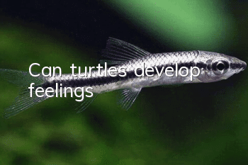 Can turtles develop feelings?