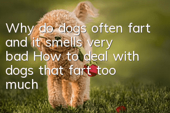 Why do dogs often fart and it smells very bad? How to deal with dogs that fart too much
