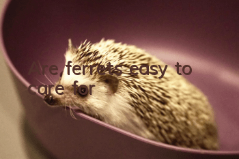 Are ferrets easy to care for?