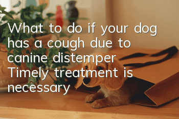 What to do if your dog has a cough due to canine distemper? Timely treatment is necessary!