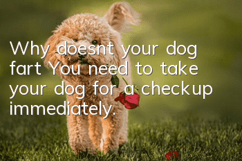 Why doesn’t your dog fart? You need to take your dog for a checkup immediately.