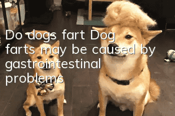 Do dogs fart? Dog farts may be caused by gastrointestinal problems