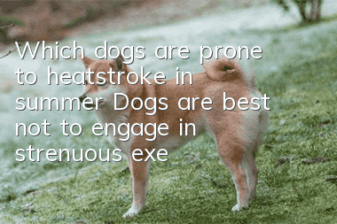 Which dogs are prone to heatstroke in summer? Dogs are best not to engage in strenuous exercise