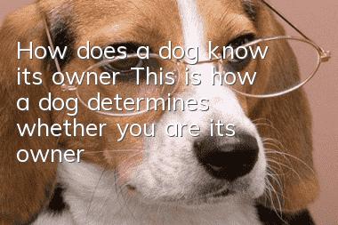 How does a dog know its owner? This is how a dog determines whether you are its owner!