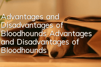 Advantages and Disadvantages of Bloodhounds Advantages and Disadvantages of Bloodhounds