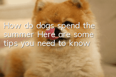 How do dogs spend the summer? Here are some tips you need to know