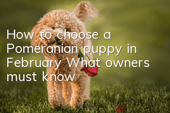 How to choose a Pomeranian puppy in February? What owners must know