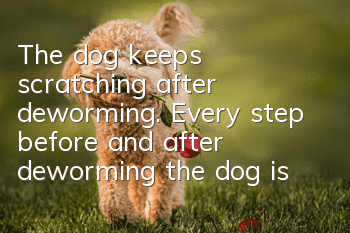 The dog keeps scratching after deworming. Every step before and after deworming the dog is crucial!