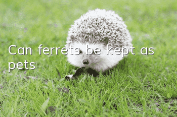 Can ferrets be kept as pets?