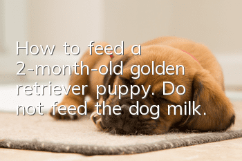 How to feed a 2-month-old golden retriever puppy. Do not feed the dog milk.