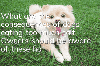 What are the consequences of dogs eating too much salt? Owners should be aware of these hazards