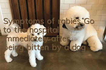 Symptoms of rabies: Go to the hospital immediately after being bitten by a dog