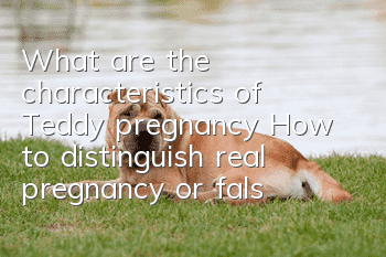 What are the characteristics of Teddy pregnancy? How to distinguish real pregnancy or false pregnancy?