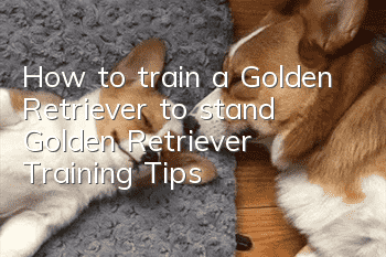 How to train a Golden Retriever to stand Golden Retriever Training Tips