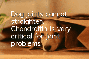 Dog joints cannot straighten. Chondroitin is very critical for joint problems!