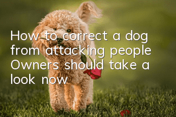 How to correct a dog from attacking people? Owners should take a look now