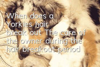 When does a Yorkie's hair break out? The care of the owner during the hair breakout period is particularly important!