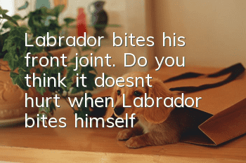 Labrador bites his front joint. Do you think it doesn’t hurt when Labrador bites himself?