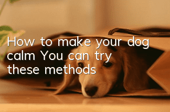 How to make your dog calm? You can try these methods