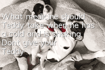 What medicine should Teddy take when he has a cold and is shaking? Don’t give your Teddy any medicine when he has a cold!