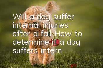 Will a dog suffer internal injuries after a fall? How to determine if a dog suffers internal injuries after a fall?