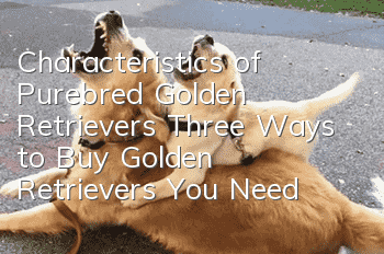 Characteristics of Purebred Golden Retrievers Three Ways to Buy Golden Retrievers You Need to Know