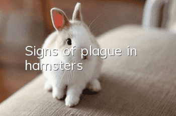 Signs of plague in hamsters