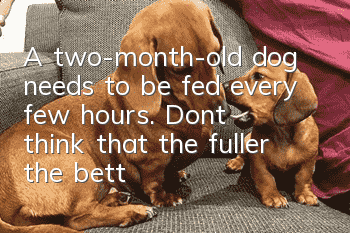 A two-month-old dog needs to be fed every few hours. Don’t think that the fuller the better.