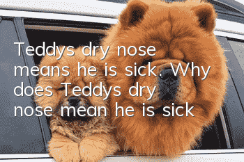 Teddy's dry nose means he is sick. Why does Teddy's dry nose mean he is sick?