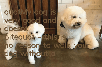 "My dog ​​is very good and doesn't bite" - this is no reason to walk your dog without a leash!