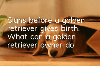 Signs before a golden retriever gives birth. What can a golden retriever owner do?