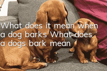 What does it mean when a dog barks? What does a dog’s bark mean?