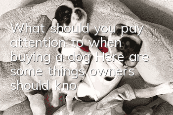 What should you pay attention to when buying a dog? Here are some things owners should know
