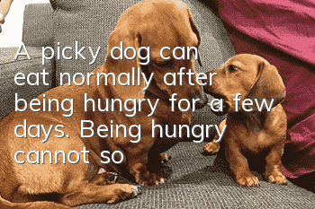 A picky dog ​​can eat normally after being hungry for a few days. Being hungry cannot solve the basic problem!