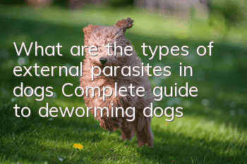 What are the types of external parasites in dogs? Complete guide to deworming dogs