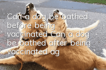 Can a dog be bathed before being vaccinated? Can a dog be bathed after being vaccinated against rabies?
