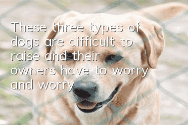 These three types of dogs are difficult to raise, and their owners have to worry and worry about raising them.