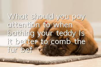What should you pay attention to when bathing your teddy? Is it better to comb the fur before bathing or after bathing?